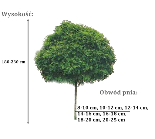 robinia umbraculifera - duze sadzonki drzewa o roznych obwodach pnia